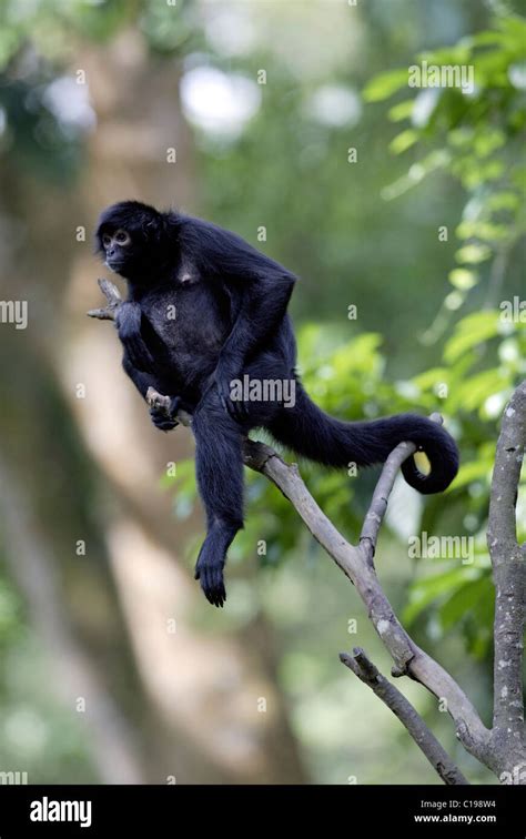 Red-faced Spider Monkey (Ateles paniscus), adult in a tree, native to ...