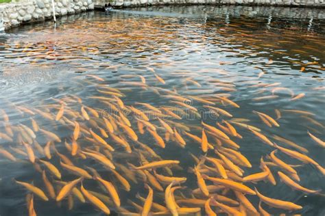 Rainbow Trout Swims in the Water at a Fish Farm Stock Image - Image of ...