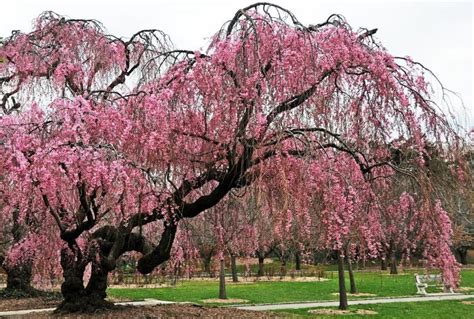 Planting a Weeping Cherry Tree | Landscaping Ideas With Trees & Shrubs