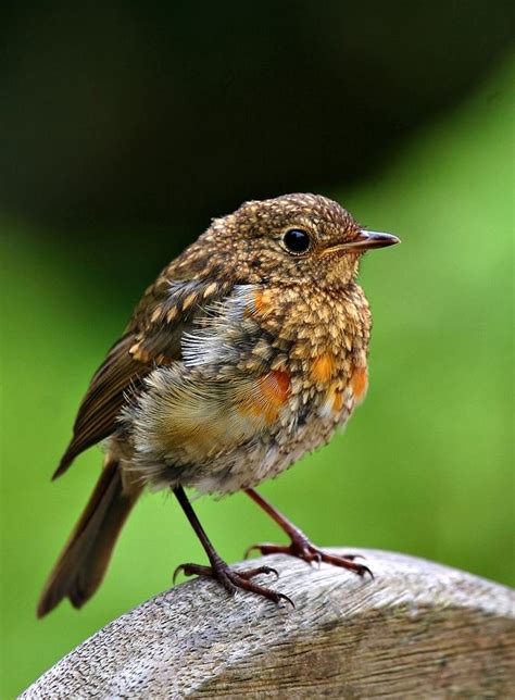 Baby Robin Photograph by Mark Stokes - Pixels