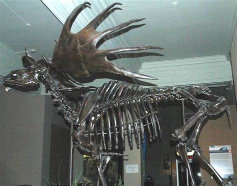 Megaloceros giganteus (Blumenbach, 1799) (above & below) - Irish ...