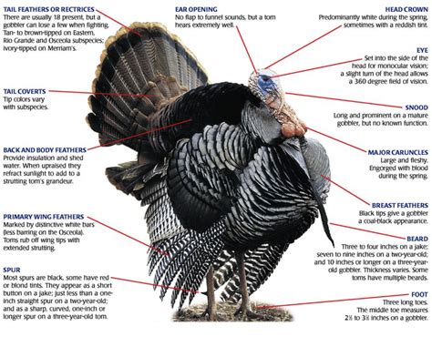 The Anatomy of a Turkey - Home