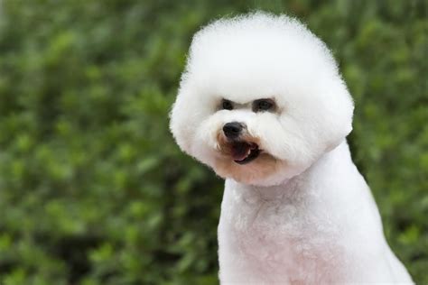 Bichon Frise Grooming Styles