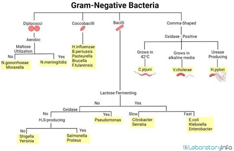 Gram-negative Bacteria: Characteristics, List, Cell wall composition ...