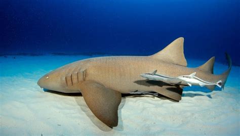 Nurse Shark - Behaviour, Habitat & Characteristics - sharksinfo.com