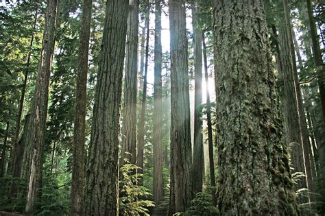 The composition of North American forests have been altered - Earth.com