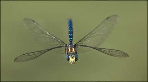 Species Spotlight - Dragonflies (U.S. National Park Service)