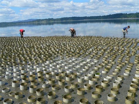 Everything You Need to Know About Geoducks - Eater