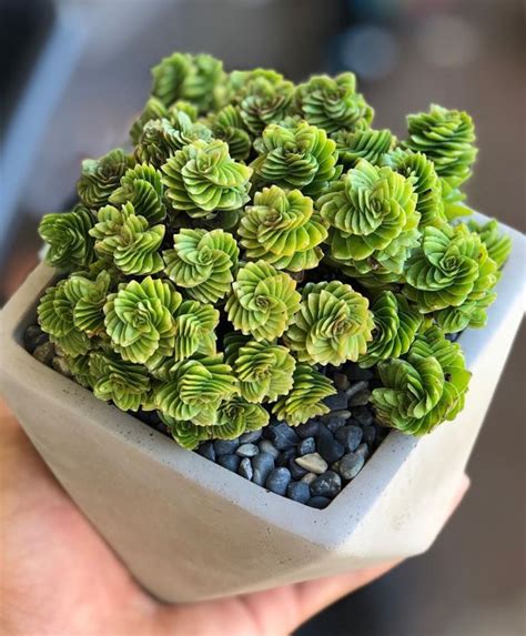 100+ Gorgeous Succulent Plants Ideas For Indoor And Outdoor Full Of ...