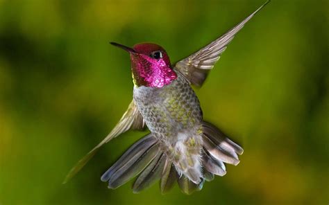 Hummingbird Wallpaper Backgrounds - Wallpaper Cave