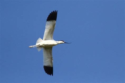 Avocet flight 11 | Avocet in flying over Oare Marshes, Kent | JB ...