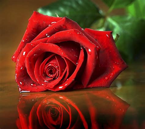 Love Rose Flower Wallpaper Hd | Best Flower Site