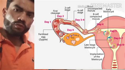 Human Reproduction | Class-12th | Chapter-3 | Biology | Part-9 - YouTube