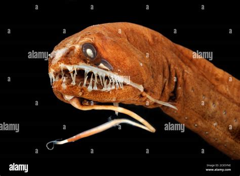 Dragonfish teeth hi-res stock photography and images - Alamy