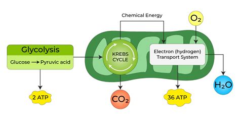 What is Aerobic Respiration? - Definition, Diagram, Process - GeeksforGeeks