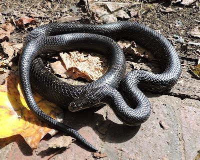 Capital Naturalist by Alonso Abugattas: Eastern (Black) Ratsnakes