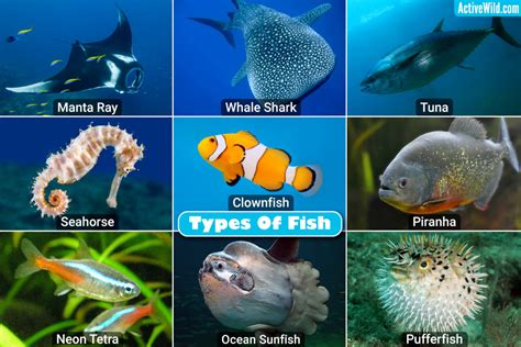 All Types of Fishes: A Comprehensive Guide – IILSS-International ...