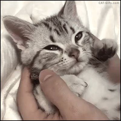 Funny cats - part 214 (40 pics + 10 gifs) | Amazing Creatures