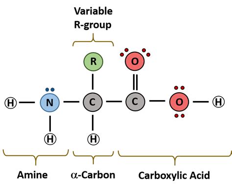 Chapter 2: Protein Structure – Chemistry