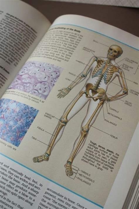 Medical Anatomy Book ABC's of the Human Body by OneCozyNest