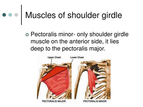 PPT - Shoulder Girdle PowerPoint Presentation, free download - ID:2402845