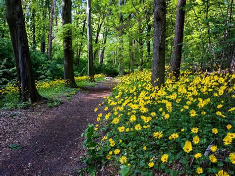 Forest Flowers HD desktop wallpaper : Widescreen : High Definition ...