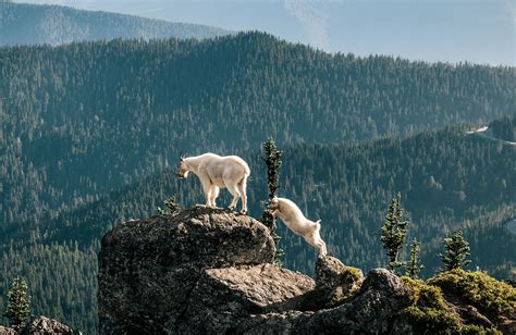 Mountain goat | Adaptations, Habitat & Behavior | Britannica