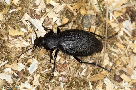 Black Ground Beetles: What to Do - Graduate Pest Solutions