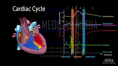 Alila Medical Media | 12-lead ECG Explained, NARRATED Animation ...