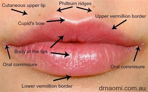 Lip - anatomy | Dermal Fillers | Pinterest | Plastic surgery, Your skin ...