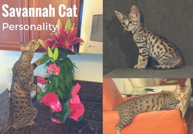 Savannah Cat Personality - Kitty Loaf