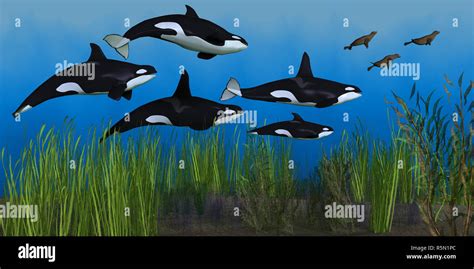 Killer Whale Pod Stock Photo - Alamy