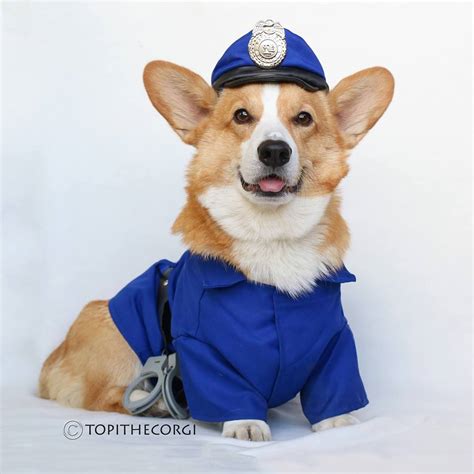 Officer Topi 🐶🚓 : r/corgi