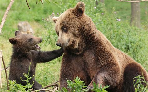 Two brown bears, animals, bears, cubs, baby animals HD wallpaper ...