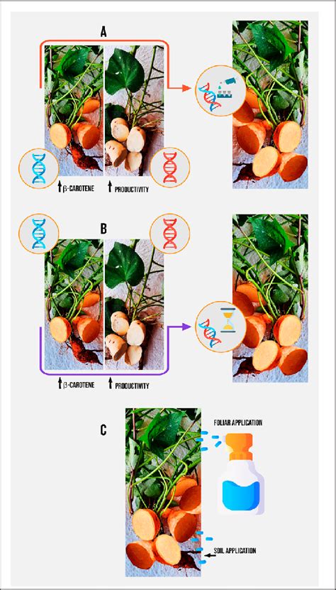 Crop biofortification by transgenic (A), conventional breeding (B), and ...