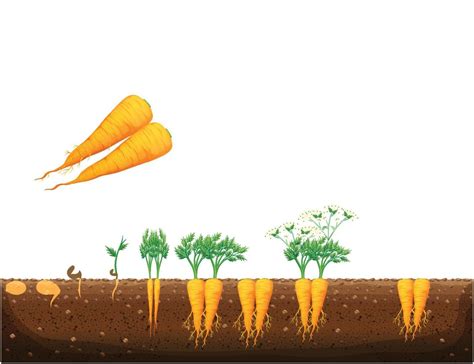 Carrot plant growth stages, The Growing process of carrot from seeds ...