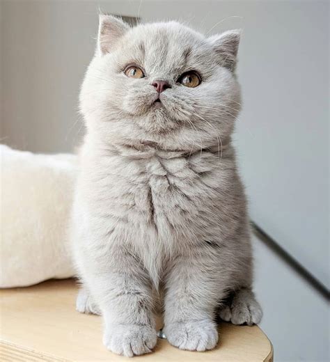 Pin by Sam Brighton on British ️Cats ️ | British shorthair kittens ...