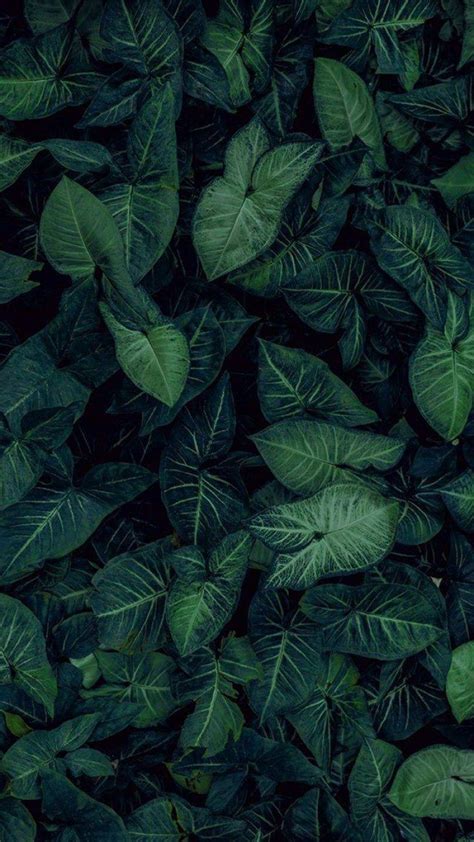 Tropical Leaves Wallpapers - Top Free Tropical Leaves Backgrounds - WallpaperAccess