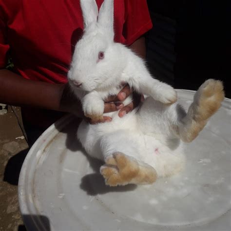 For Sale: Female Rabbit - St Catherine St Andrews St Mary Kingston Hwt