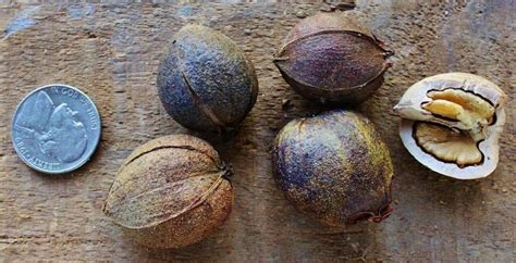 Hickory Nuts: Foraging for Pignut and Shagbark Hickory Nuts | Foraging ...