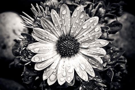 Black And White Photography Flower