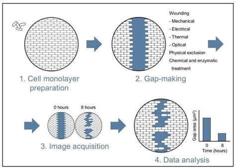 CytoSMART | Wound healing assay - what, why and how