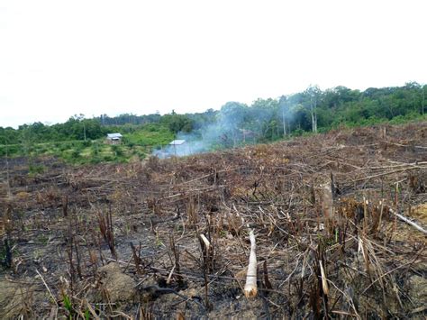 espace Nerf mettre en avant palm oil deforestation école Faisabilité ...