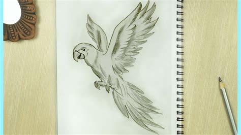 Incredible Compilation of 999+ Parrot Drawing Images - Stunning ...