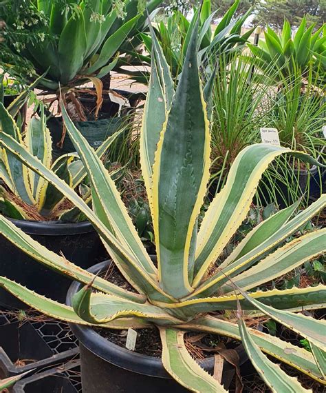 Agave americana 'Variegata' - True Green Nursery