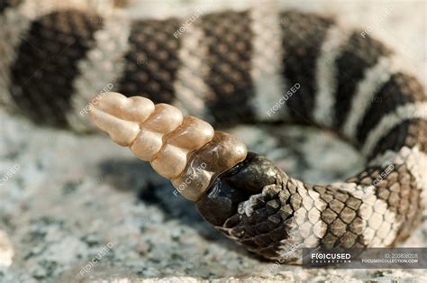 Western rattlesnake tail rattle on rocky surface, close-up — One Animal ...