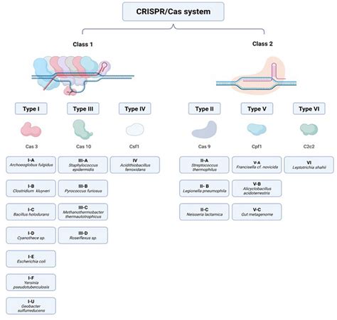 Classification of CRISPR-Cas systems; the two classes are explained by ...