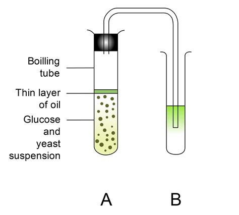 In an experiment to identify the gas released by yeast during anaerobic ...