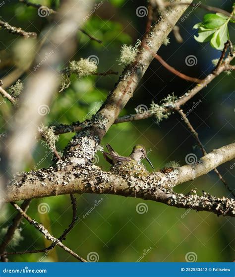 Costa`s Hummingbird Resting in the Nest Stock Photo - Image of cheek ...