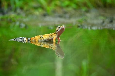 Leopard Gecko Care Sheet: A Complete Guide for Beginners